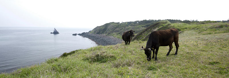 壱岐の景勝地と壱岐牛の写真
